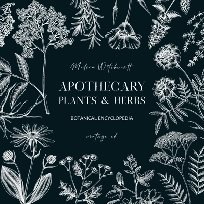 Apothecary plant frame design on chalkboard. Witchcraft background. Herbal remedies, medicinal plant, natural medicine hand-drawn vector illustration. Vinatge card template. NOT AI genereted
